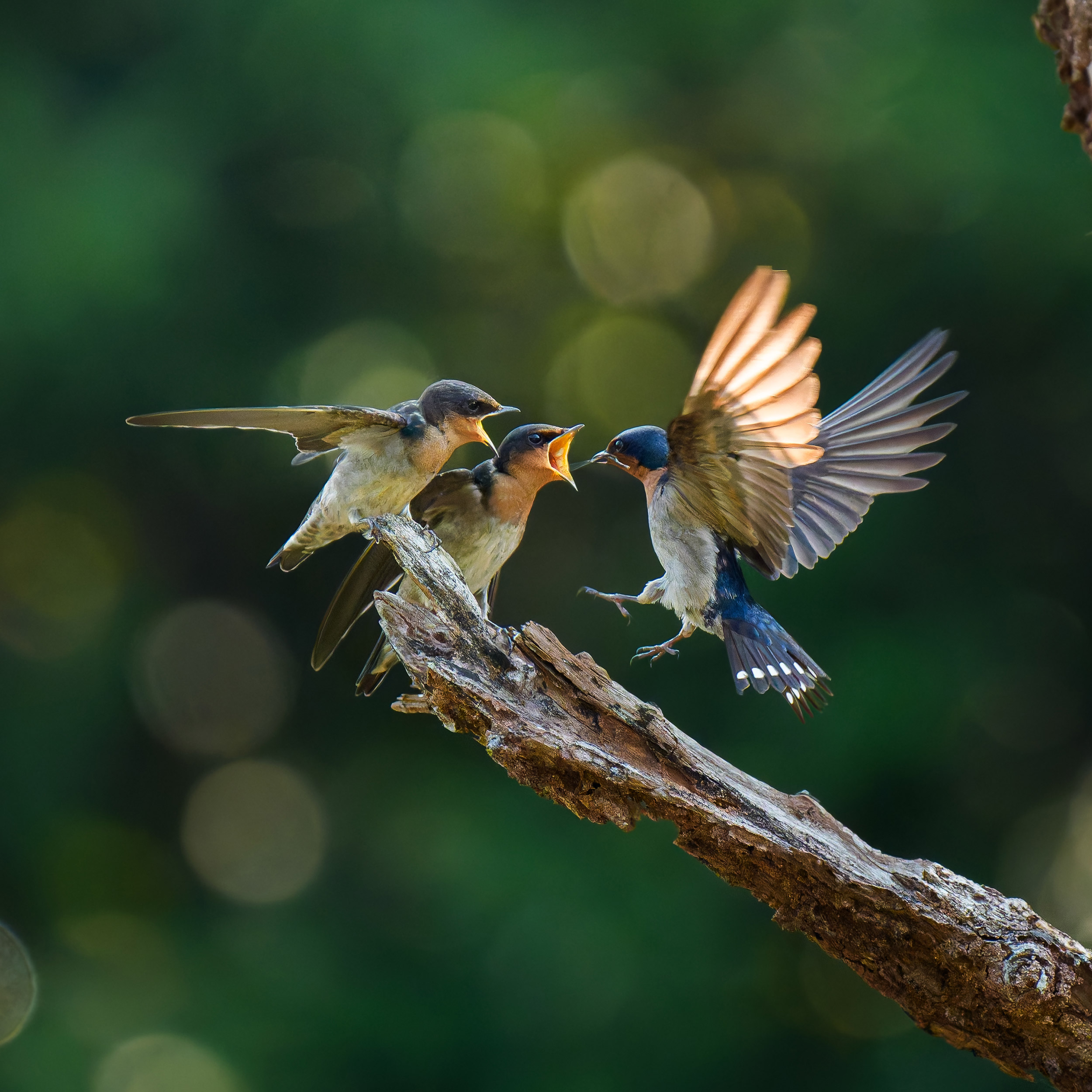 Bird