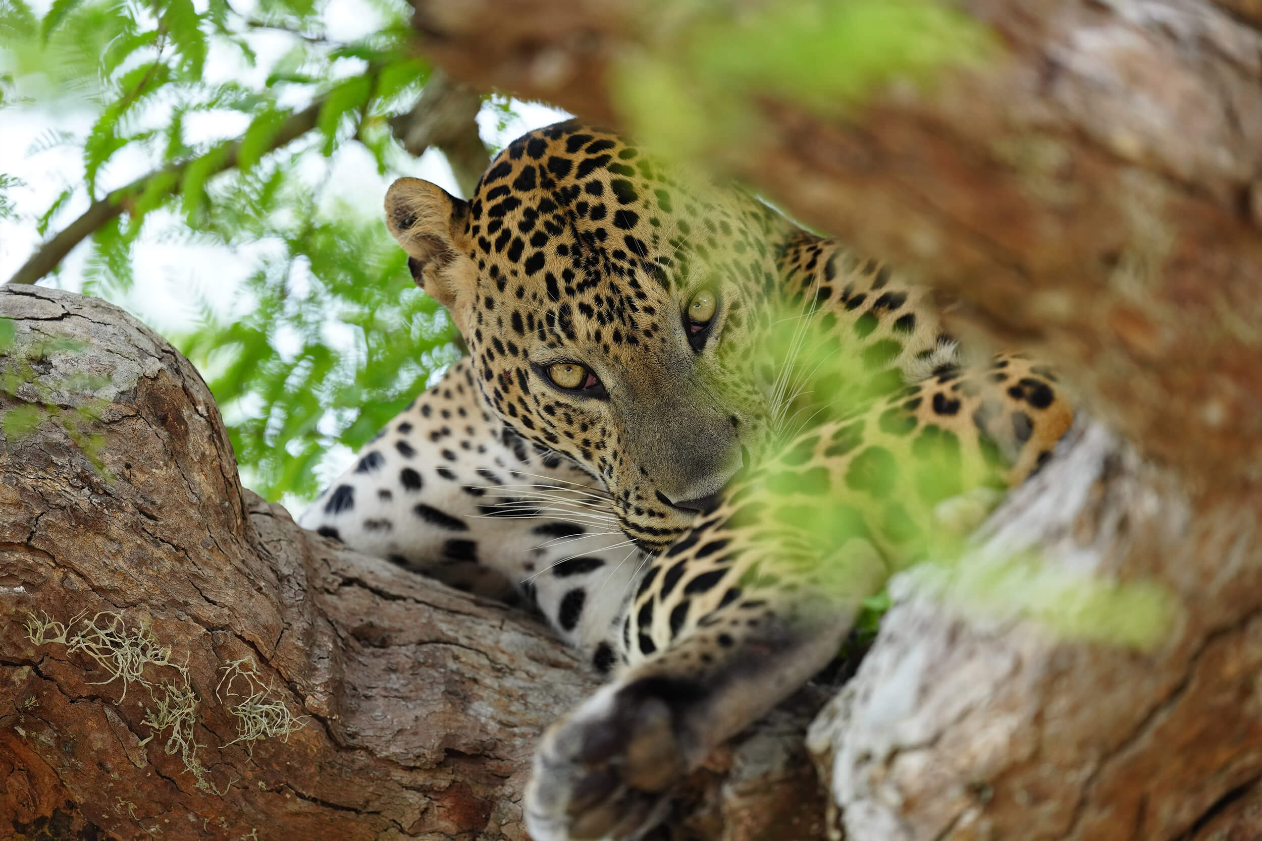Leopard
