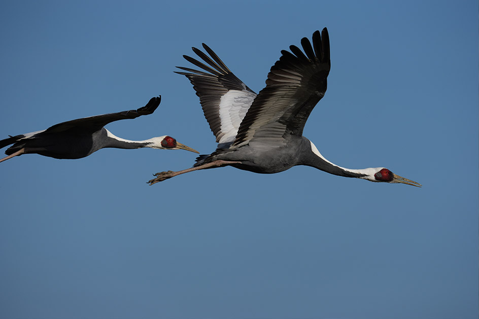 Wildlife Angle