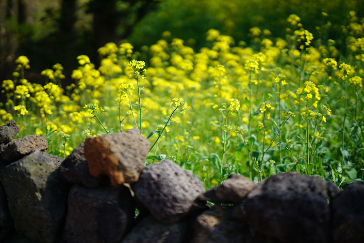 F1.4 Maximum aperture