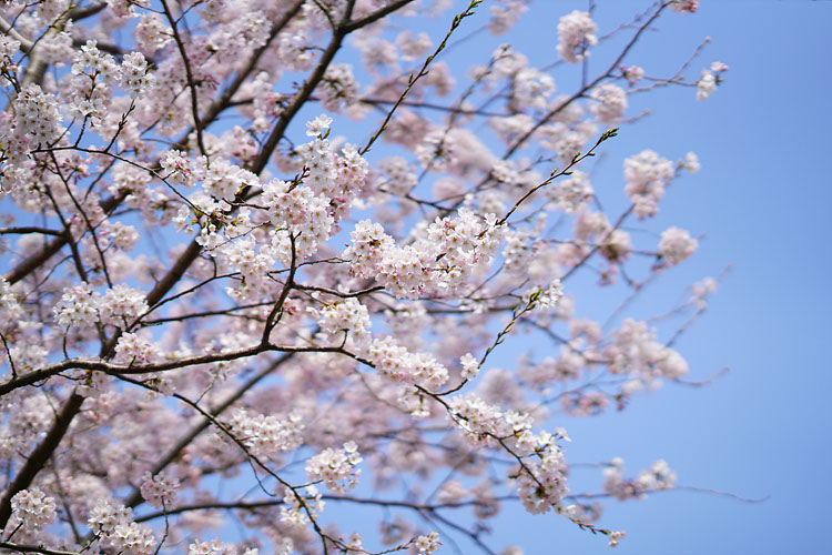 F1.4 Maximum aperture