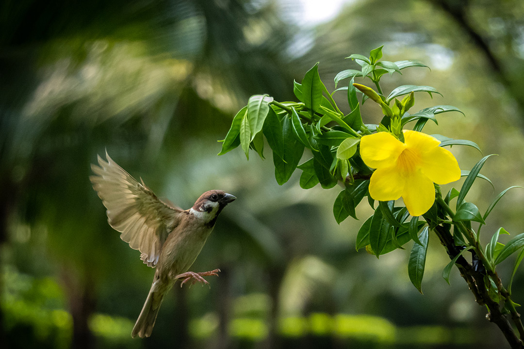 Shoot photos continuously up to 20fps while the RX100 VII tracks subjects with AF/AE calculations at up to 60 times per second.